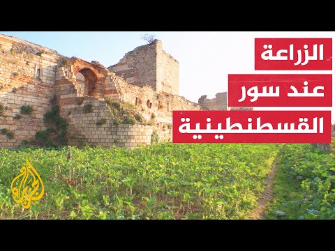 الزراعة عند أسوار إسطنبول تقليد تاريخي مهدد بالاندثار