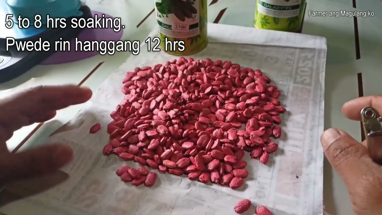 v159: Direct na pagtatanim ng buto ng Ampalaya. Step by Step