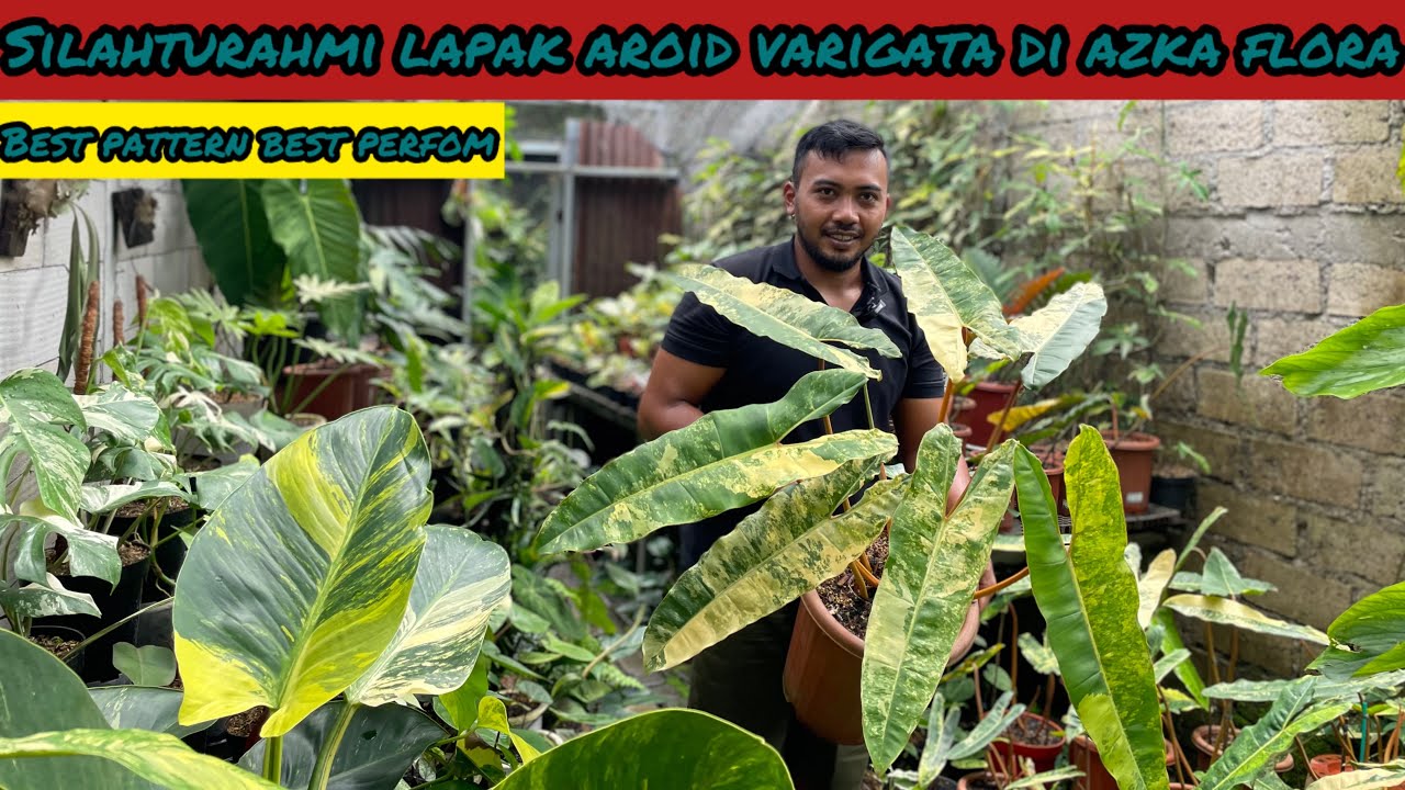 SİLAHTURAHMI LAPAK AROID DI AZKAFLORA⁉️