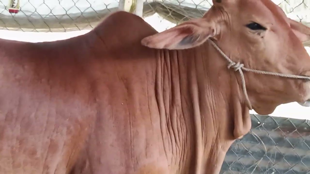 15/1 LH 0984515727 trai bò thức Tây Ninh 