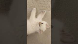 Milo Ragdoll Kitten