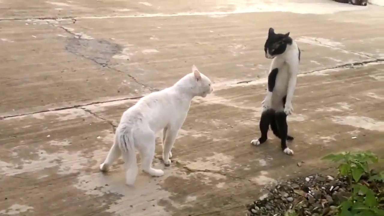 Cats Fighting Video Funny YouTube