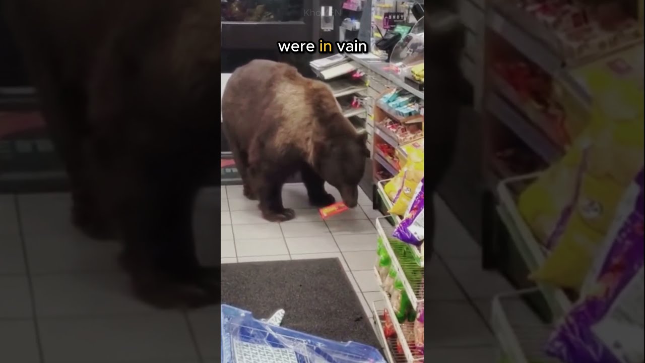 This Bear Always Steals Its Favourite Food From People Shorts
