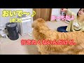 ボスの優しい呼び声にビビりまくる大型犬クッキー【ゴールデンレトリバーとミニチュアダックスフンド】
