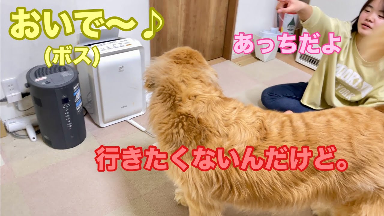 ボスの優しい呼び声にビビりまくる大型犬クッキー【ゴールデンレトリバーとミニチュアダックスフンド】
