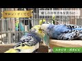 サロン・ド・てて　〜癒しのカキカキを貴方に…〜　#セキセイインコ　#コザクラインコ #オカメインコ