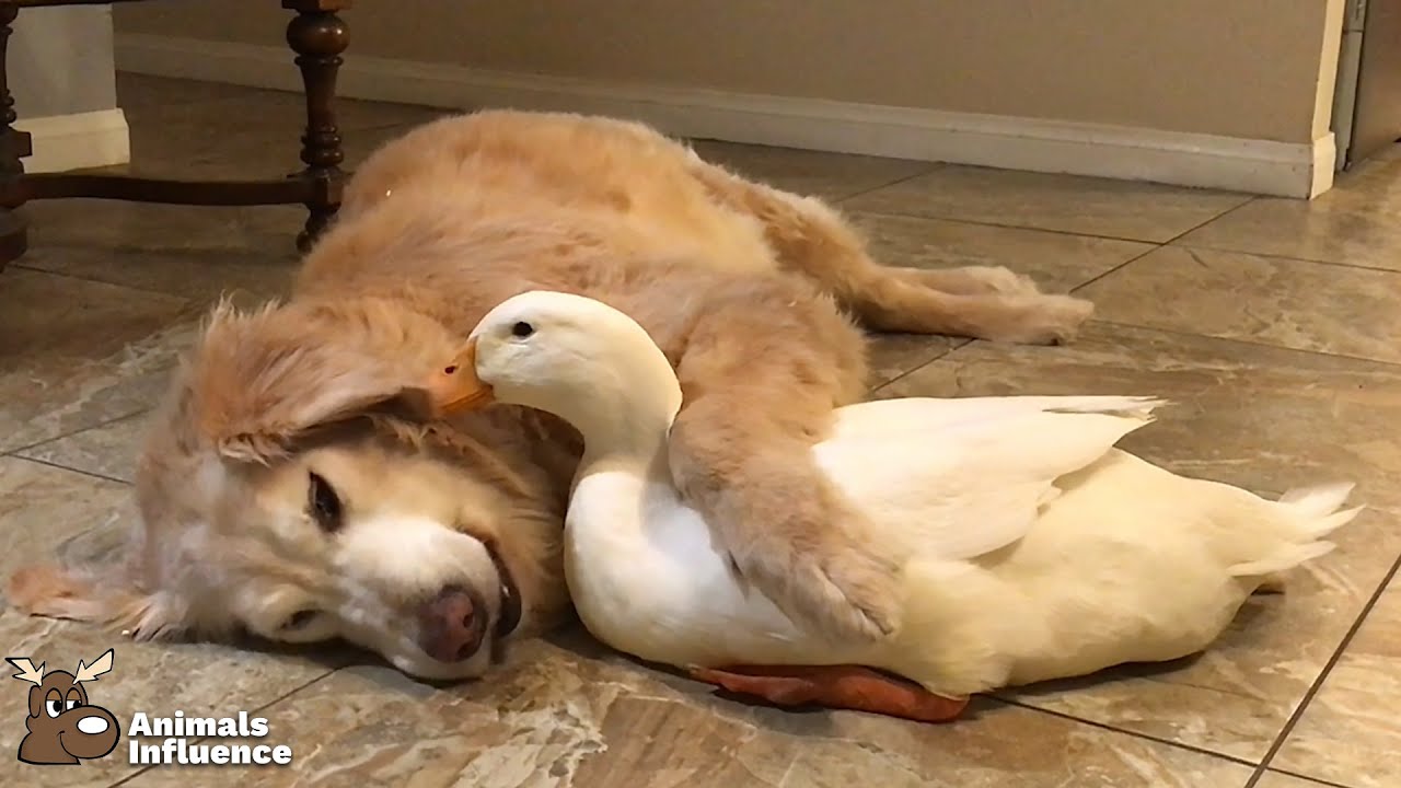 Golden Retriever hugs duck (IG ducksmakesgreatpets) YouTube