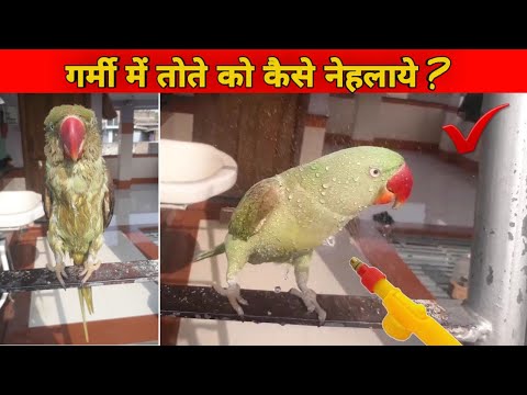 वीडियो: तोते को उंगली से कैसे प्रशिक्षित करें