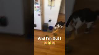 Roll Hop and Run 😹 #cat #shorts