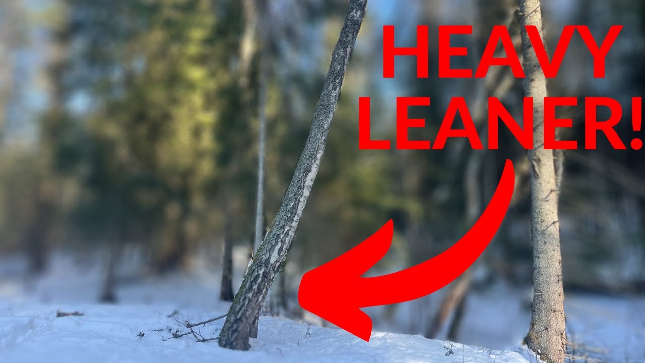 DANGEROUS Leaning Tree! How To Bore Cut - 560 XPG - YouTube