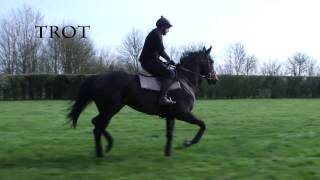 Walk, trot, hack, canter small