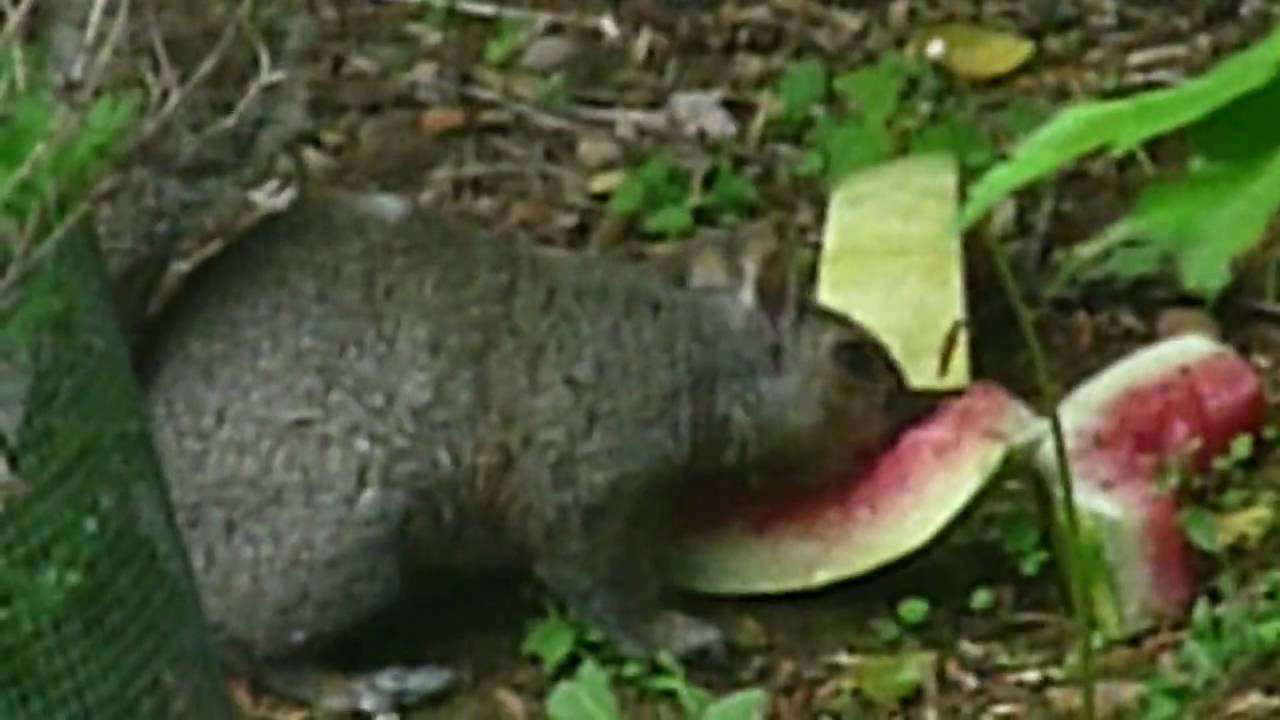 Squirrel Eating Watermelon YouTube