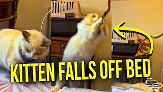 Kitten Playing With Teaser Toy on the Bed Loses Her Balance and Falls Off