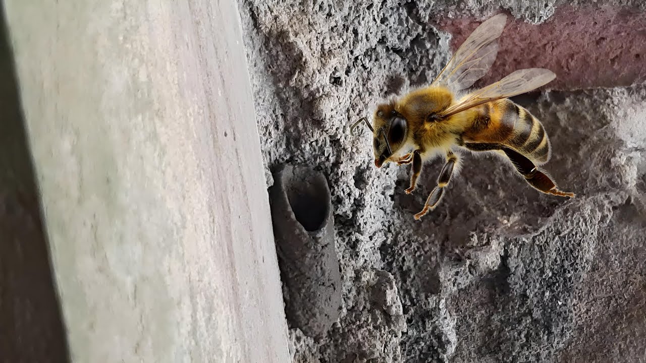 মৌ মাছির নতুন বাসা তৈরি | Bee New Home - YouTube