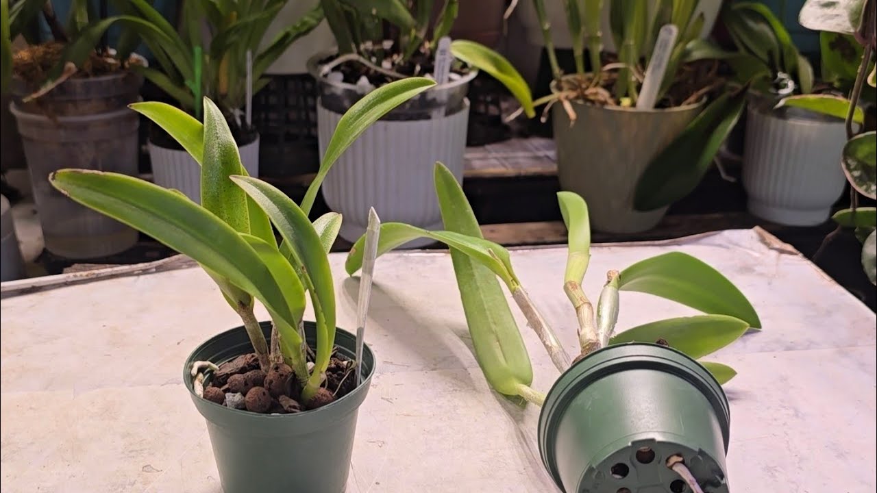 Распаковка орхидеи от Крулла Смита