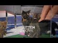 WEDNESDAY: &quot;Kitten Bowl&quot; Host Beth Stern &amp; Actor Matt Czuchry