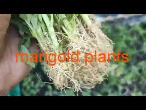 Season plants🌱 unboxing how to plants !garden🏡 care