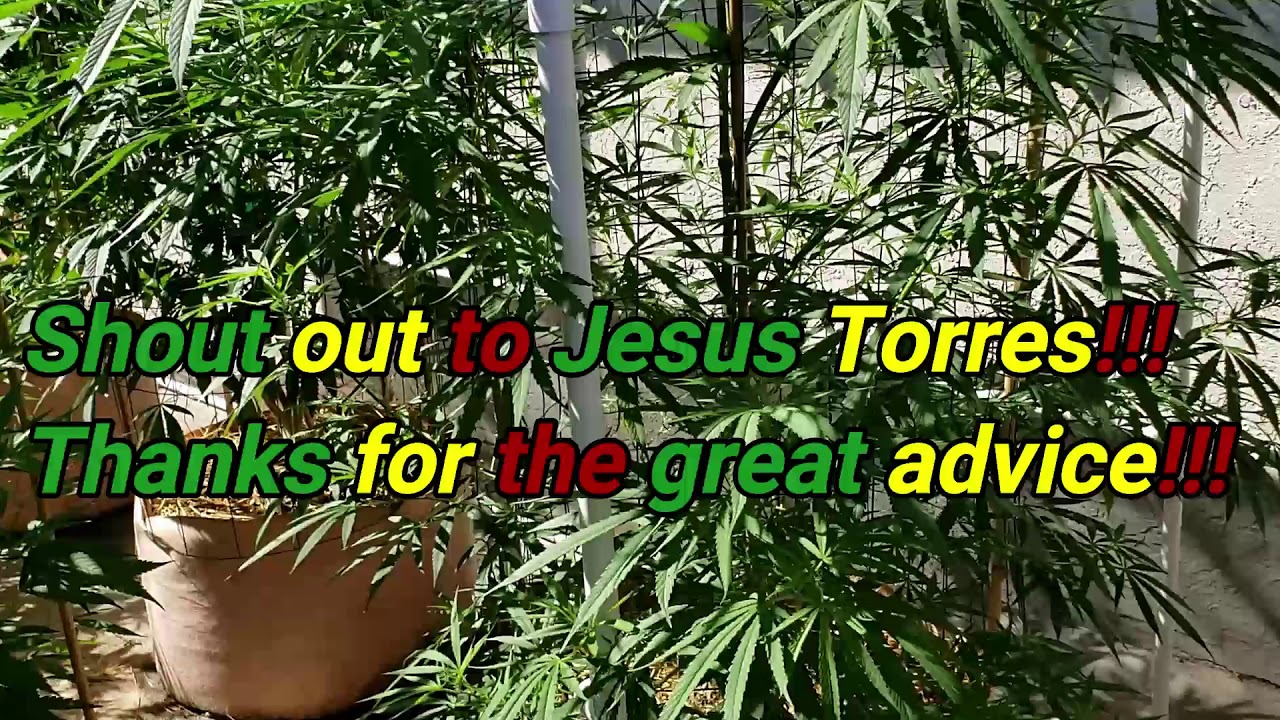 2020 Outdoor No Till Grow Episode 10