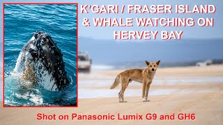 K&#39;gari / Fraser Island and Whale Watching on Hervey Bay with Panasonic Lumix GH6 and G9