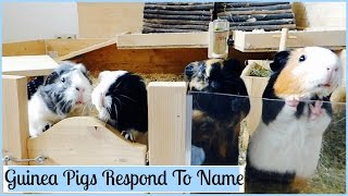 How to Teach Your Guinea Pigs Their Name