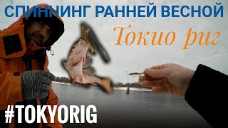 Спиннинг ранней весной. Токио риг. Tokyo rig.