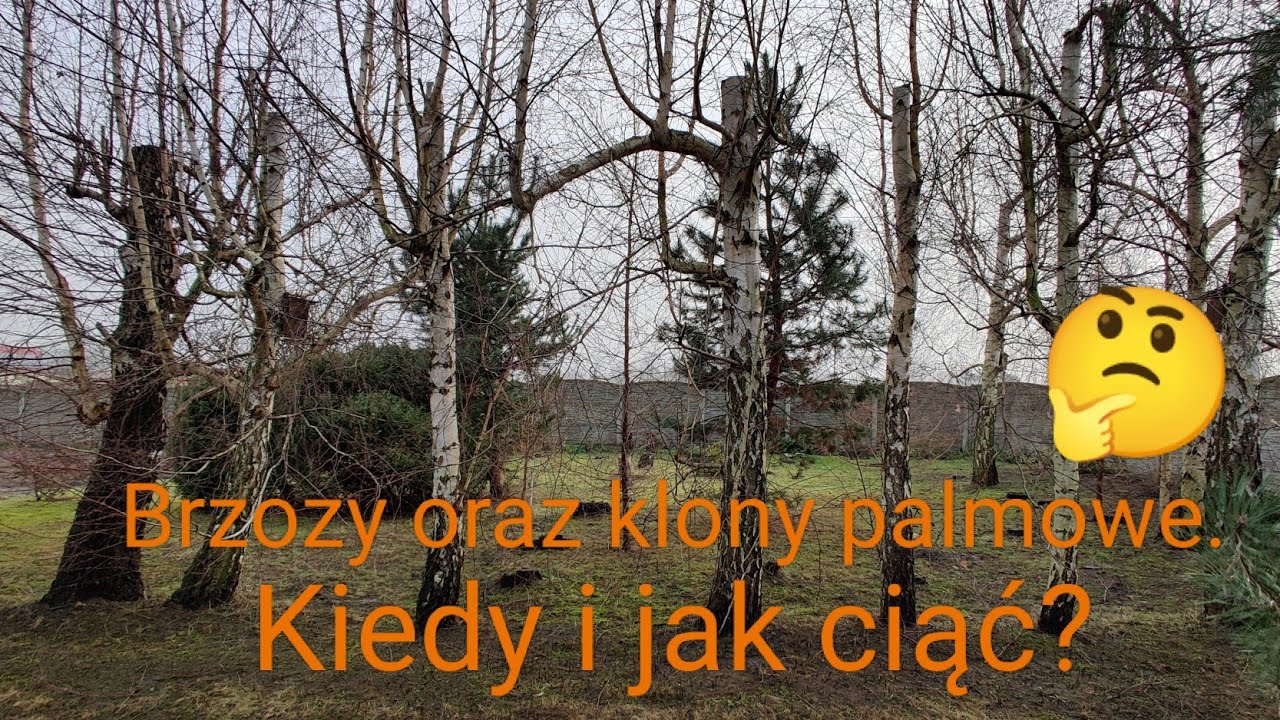 Jak i kiedy ciąć brzozy i klony palmowe?