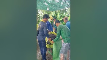 Cảnh đẹp quê hương an giang # mùa ốc bươu vàng đã giúp cho bà con có nguồn thu nhập #@vanan250