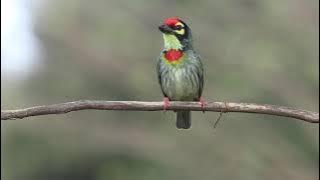 Coppersmith Barbet call