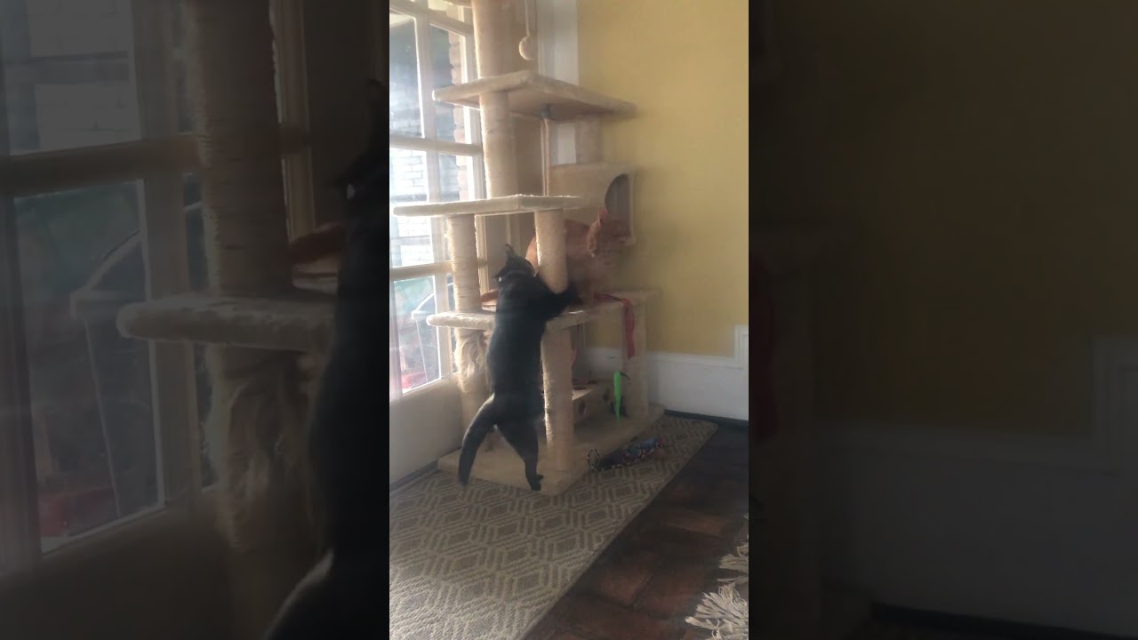 Cats playing on cat tree