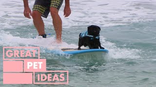 Meet Kevin The Surfing Pug | PET | Great Home Ideas