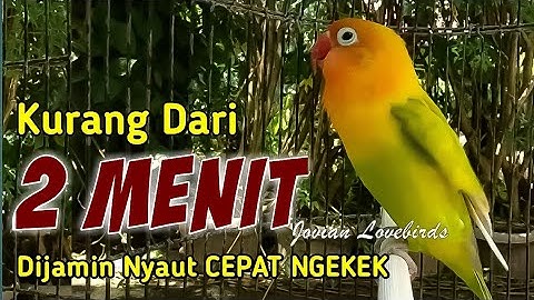 TERBUKTI,..!!! HANYA KURANG DARI 2 MENIT, Lovebird Jenis Apa saja dijamin Nyaut Bunyi CEPAT NGEKEK
