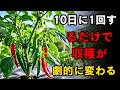 「この作業を10日に一度するだけでいい」唐辛子栽培20年の達人が明かす、実が鈴なりになる収穫の秘訣。 | 空海の教え