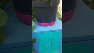 ЕДА ГОлодным .Урожай 2024 COMMUNITY GARDEN