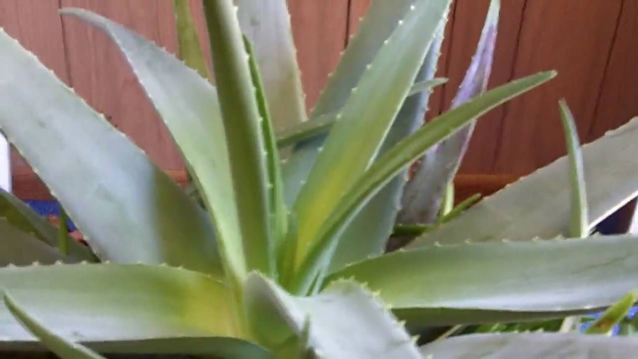 Herbal Medicine Aloe Vera YouTube