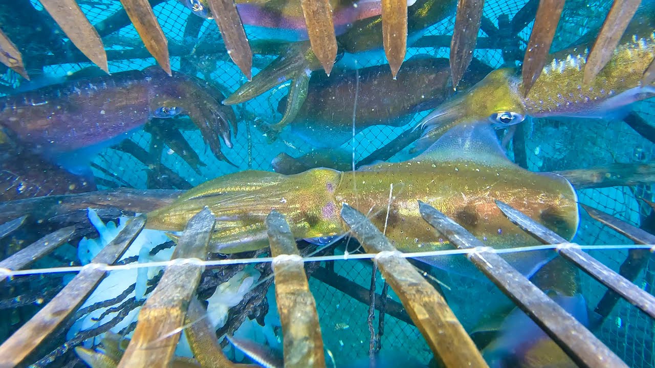 Bahay Paitlogan ng mga Pusit Halos Mapuno ang Trap Namin | Catch and Sell