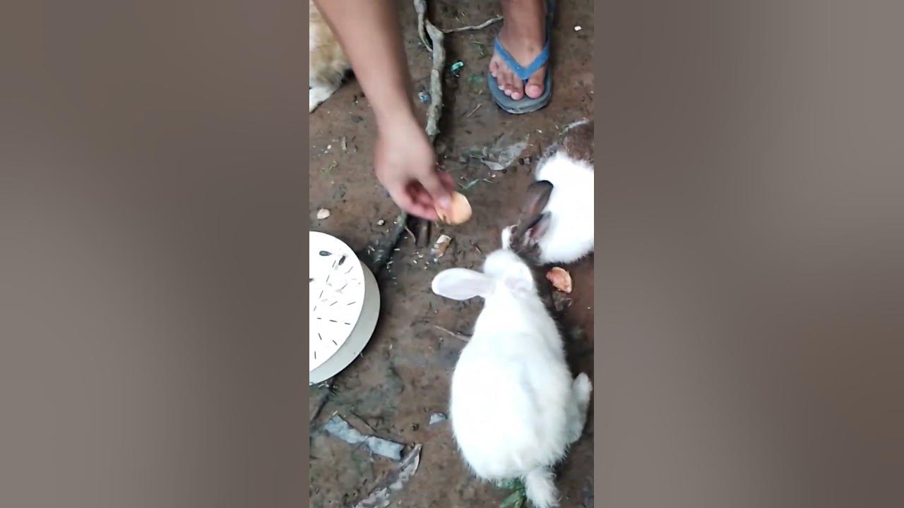 rabbits eat guava kelinci kelincilucu bermainkelinci rabbit 