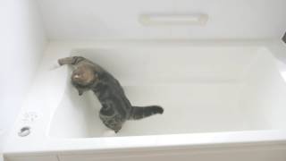 お風呂で遊ぶねこ。Maru plays in the bathtub 8.