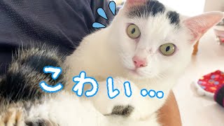 掃除機が怖すぎて尻尾下がりまくりな猫チロさん