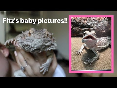 my-bearded-dragon's-baby-story.