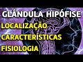 Características da Glândula Hipófise