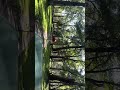 Tholpetty Wildlife #yt #ytshorts #automobile #edit #wildlife #forrest #safari #trending #vn #explore