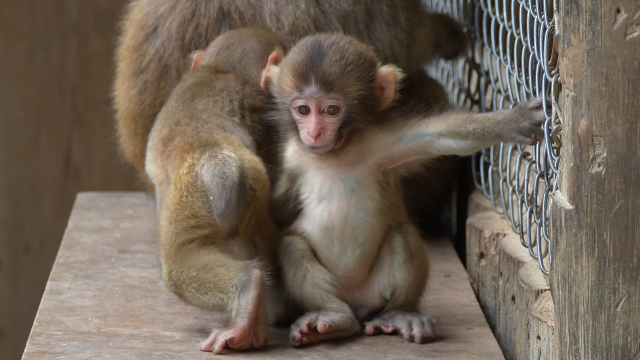 Великий Разрыв: Первые Энергичные Шаги Детеныша Обезьяны Против Хрупкого Новорожденного‚ Который Не