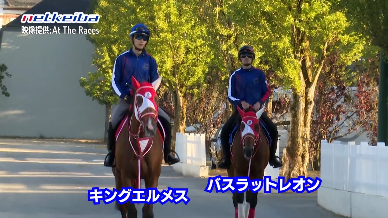 現地映像 フランス遠征中のキングエルメス バスラットレオンの様子 モーリスドゲスト賞 ジャックルマロワ賞出走予定 Youtube