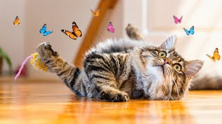 CUTE & FUNNY CAT VIDEOS 🐾 0352