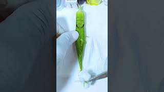 Lady Finger Has A Baby