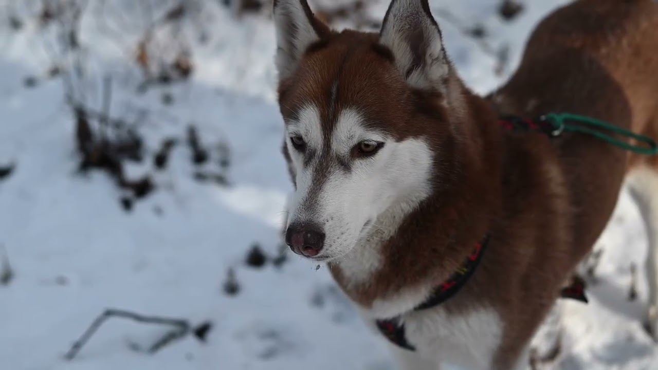 Feb 19, 2026 Ross Lake Wander