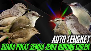 SUARA PIKAT SEMUA JENIS BURUNG CIBLEK AUTO LENGKET