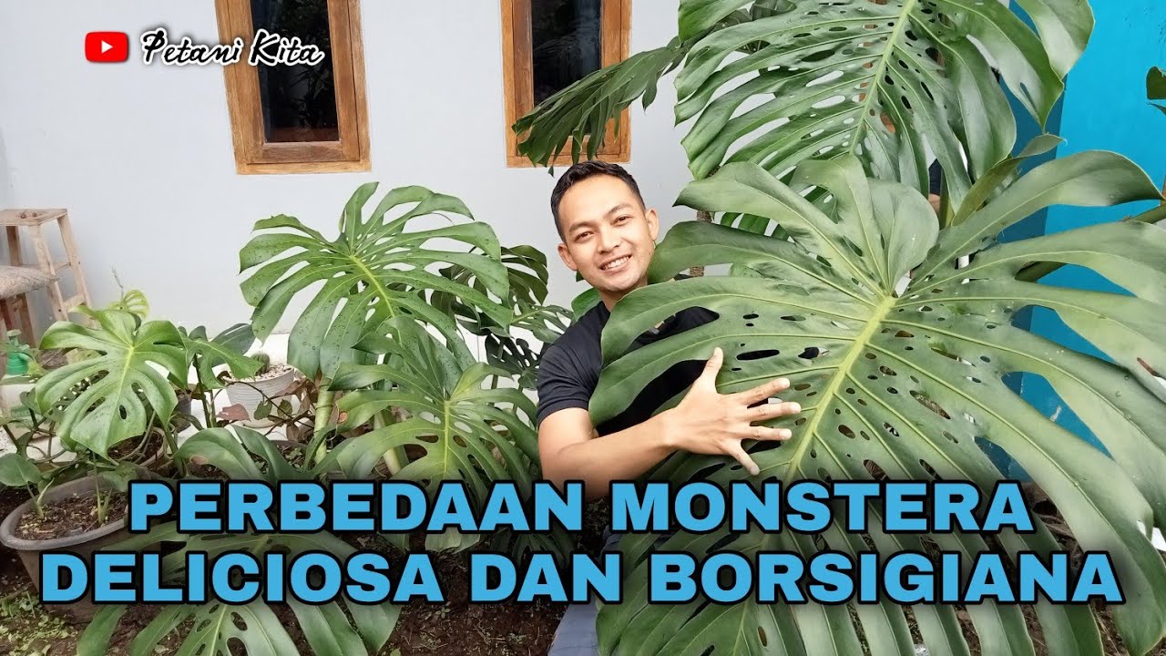 Mengungkap Misteri Dua Monstera: Membedah Perbedaan Antara Monstera Deliciosa dan Borsigiana