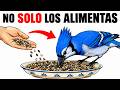 Lo Que Realmente Sucede Cuando Alimentas a los Pájaros de Tu Patio Cada Día (Nadie Te Lo Dijo)