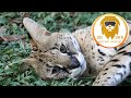 African Serval: Cat of spare parts? in 3D 180VR